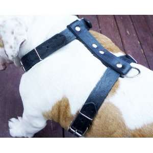   Large. 27 37 Chest, 1.25 Wide Straps Pit Bull, Boxer