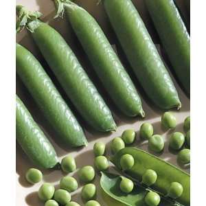  Pea,Survivor 1 Pkt. (200 seeds) Patio, Lawn & Garden