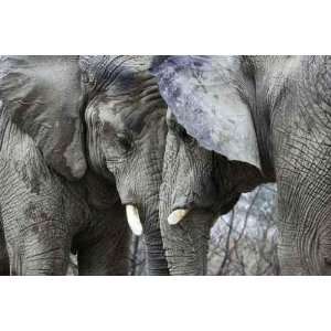  Elephants Butting Head   Peel and Stick Wall Decal by 