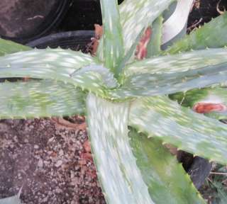 Aloe dumetorum Spreading Deltoid Succulent Leaves  