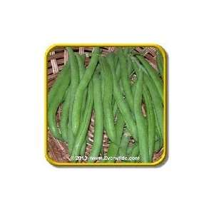 1/4 Lb   Burpee Stringless   Bulk Green Bean Seeds 