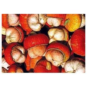  Mini Red Turban Gourd 15 Seeds   New   Rare: Patio, Lawn 