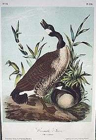 John James Audubon Canada Goose Original Lithograph