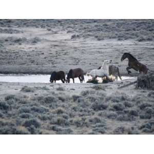 Wild Stallions Square off at a Watering Hole as Other Horses Drink 