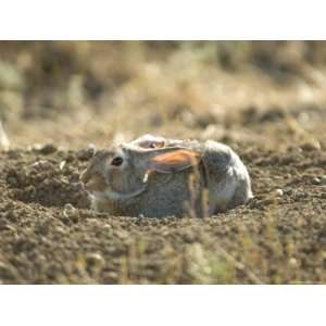  Cottontail Rabbit at Charles M. Russell National Wildlife 