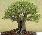 celtis sinensis chinese hackberry bonsai 10 seeds  