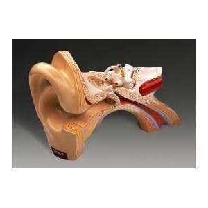 Ear, Classic Classroom Anatomical Model 5X Life  