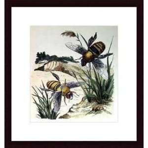   Bee I   Artist Sydenham Edwards  Poster Size 18 X 14