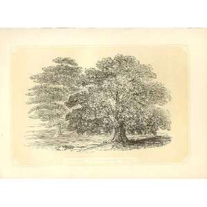  Almug& Sycamore Trees 1860 Coloured Engraving