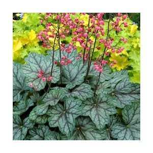  Coral Bells   Peppermint Spice Perennial Flower Patio 