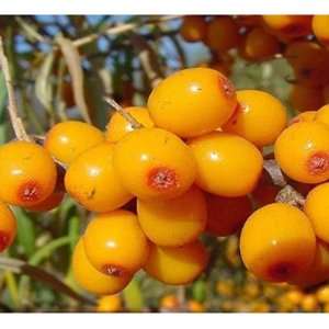Sea Buckthorn Botanical Extract 8 Oz  Grocery & Gourmet 