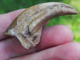 Chirostenotes Fossil Dinosaur Foot Claw LATE CRETACEOUS  