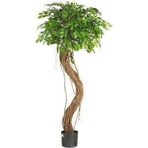  5 Hawaiian Curly Ficus Silk Tree