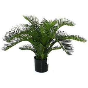  Outdoor Baby Cycas Palm   Frontgate