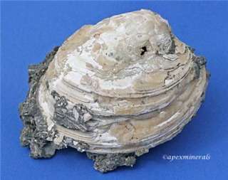 Whole Calcite Clam Rucks Pit Ft. Drum Florida Fossil  