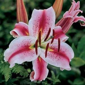  Hot Lips Hybrid Oriental Lily 2 Bulbs White, Dark Pink 