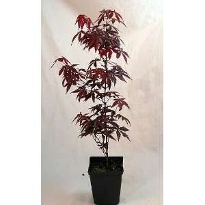  Red Japanese Maple   Bonsai or Outdoors   Atropurpureum 