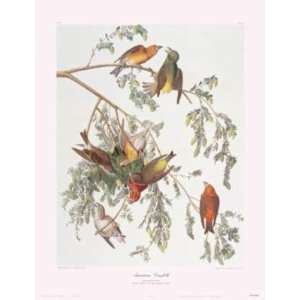  American Crossbill By John James Audubon Highest Quality 