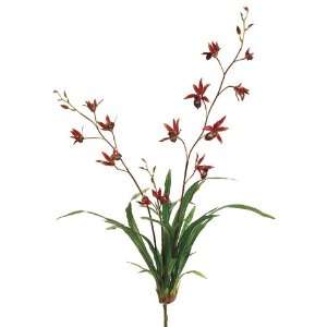  34 Dendrobium Orchid Plant w/Lvs. Brick (Pack of 4)
