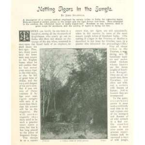  1902 Netting Tigers in Indian Jungle illustrated 