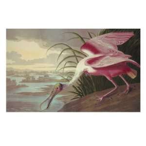 Roseate Spoonbill Giclee Poster Print by John James Audubon, 12x16