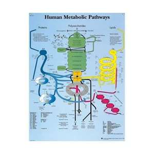   ® Anatomical Chart for Human Metabolic Pathways 