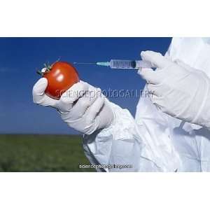  Scientist injecting GM tomato Framed Prints