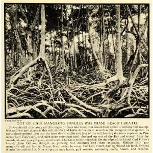  1936 Print Mangrove Jungles Miami Beach Florida Forest Swamp 