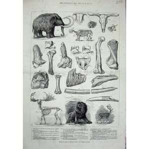  1883 Bones Extinct Animals Charing Cross Mammoth Bos
