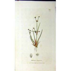   1800 Sowerby Botanical Print Juncus Uliginosus Plant