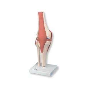 Deluxe Functional Knee Joint