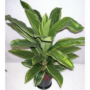  36 Soft Touch Dracaena Plant