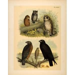 1881 Chromolithograph Short eared Owl Screech Buzzard 