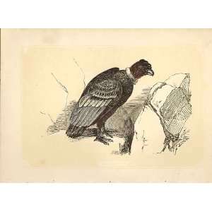  The Condor 1860 Coloured Engraving Sepia Style Birds: Home 