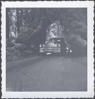 Photo 1953 Chrysler Car Giant Tree Yosemite 455928  