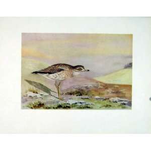  Stone Curlew Birds Color Old Print C1924 Antique Art: Home 