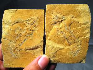 Large Cambrian arthropod fossil   Weeks formation   Utah   split pair 