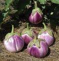 Rosa Bianca Eggplant, Italian Heirloom, Seeds (V0054)  