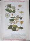 1805 HAYNE MEDICINAL PLANTS #9/38 Solenostemma Argel  