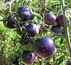 sweet bosque blue tomato 4 plants as much antioxidant as