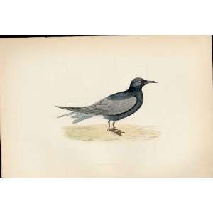  F O Morris Hand Coloured Birds Black Tern Antique Print 
