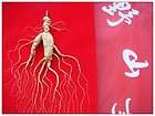 20years wild ginseng Shanshen the whole dried root 14g