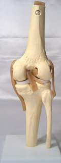 Human knee bone muscle joint anatomical model  
