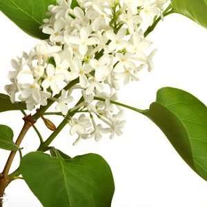  Lilac in Bloom fragrance oil 