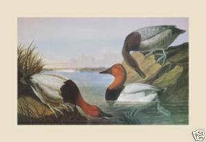 Canvas Backed Duck by John James Audubon  