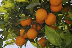 Oranges Orange Trees Tree cd 25 bks Orchard Juice OJ Culture Growing 
