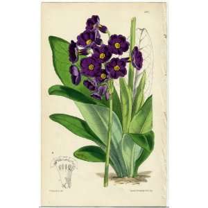  Antique 1875 Curtis Botanical Print   Primula Parryi 