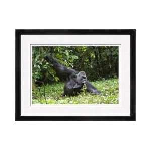 Silverback Gorilla Enters Congo Swamp Framed Giclee Print  