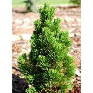   Sherwood Compact Bristlecone Pine 2   Year Graft Patio, Lawn & Garden