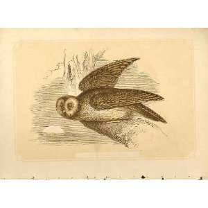   Brown Owl 1860 Coloured Engraving Sepia Style Birds